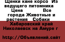 Щенки кане корсо! Из ведущего питомника! › Цена ­ 60 000 - Все города Животные и растения » Собаки   . Хабаровский край,Николаевск-на-Амуре г.